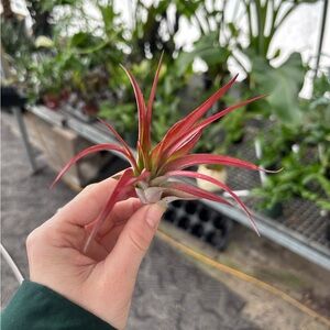 Red Tillandsia Air Plant - Small Pink-Red Succulent